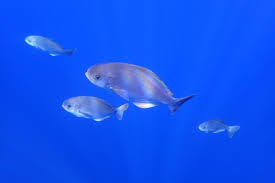 Image result for Schedophilus ovalis