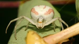 Attēlu rezultāti vaicājumam “Misumena vatia”