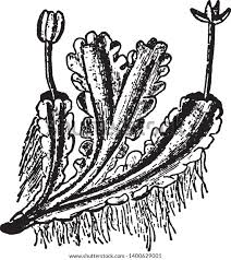 Attēlu rezultāti vaicājumam “Blasia pusilla”