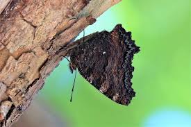 Attēlu rezultāti vaicājumam “Nymphalis polychloros”