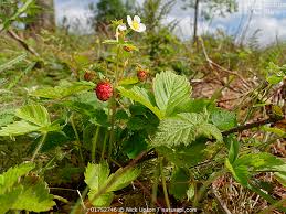 Attēlu rezultāti vaicājumam “Fragaria vesca fruit”