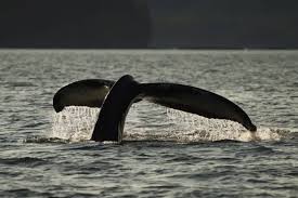 Image result for Megaptera novaeangliae