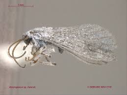 Attēlu rezultāti vaicājumam “Coniopterygidae”