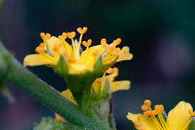 Attēlu rezultāti vaicājumam “Agrimonia pilosa flower”