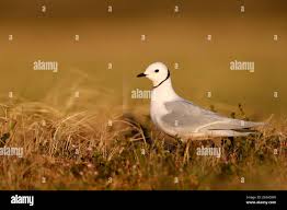 Image result for Rhodostethia rosea