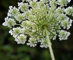 Image result for Daucus carota
