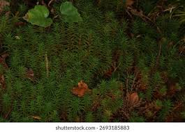 Attēlu rezultāti vaicājumam “Polytrichales”