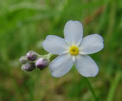 Attēlu rezultāti vaicājumam “Myosotis micrantha”