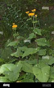 Attēlu rezultāti vaicājumam “Telekia speciosa”
