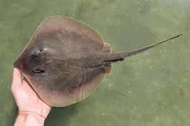 Image result for Hypanus sabinus