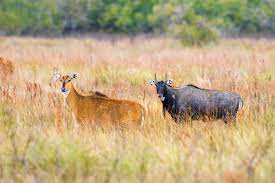 Image result for Clyde Valley Predators