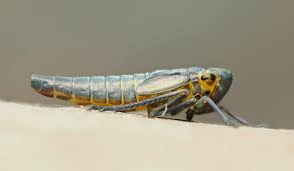 Attēlu rezultāti vaicājumam “Cicadella viridis”