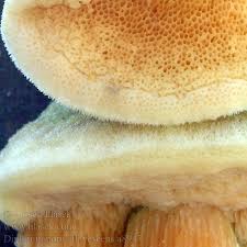 Attēlu rezultāti vaicājumam “Diplomitoporus flavescens”