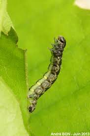 Attēlu rezultāti vaicājumam “Agriopis leucophaearia”