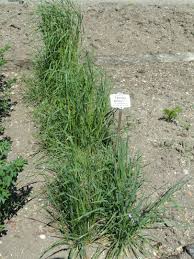 Attēlu rezultāti vaicājumam “Festuca pratensis”