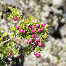 Attēlu rezultāti vaicājumam “Gaultheria cuneata”