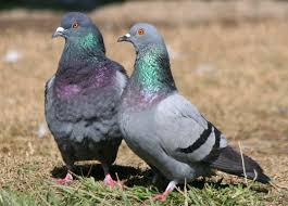 Attēlu rezultāti vaicājumam “Columba livia f. domestica adult”