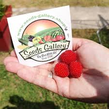 Attēlu rezultāti vaicājumam “Rubus illecebrosus fruit”