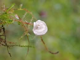 Attēlu rezultāti vaicājumam “Arrhenia retiruga”