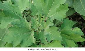 Attēlu rezultāti vaicājumam “Morus alba leaf”