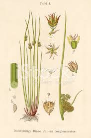 Attēlu rezultāti vaicājumam “Juncus conglomeratus”