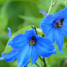 Attēlu rezultāti vaicājumam “Delphinium elatum  flower”