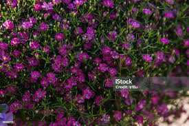 Attēlu rezultāti vaicājumam “Gypsophila muralis”