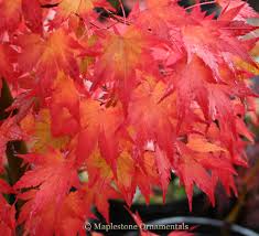 Image result for Acer palmatum `Orange Dream`