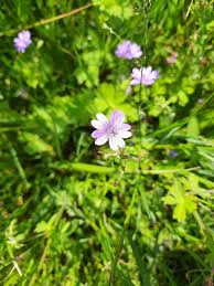 Attēlu rezultāti vaicājumam “Geranium pyrenaicum leaf”