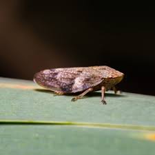 Attēlu rezultāti vaicājumam “Aphrophora alni nymph”