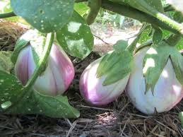Afbeeldingsresultaat voor rosa bianca eggplant