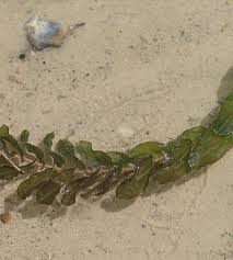 Attēlu rezultāti vaicājumam “Potamogeton perfoliatus fruit”