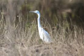 Image result for Egretta garzetta