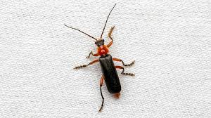 Attēlu rezultāti vaicājumam “Cantharidae”