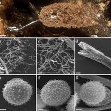 Attēlu rezultāti vaicājumam “Comatricha pulchella spores”