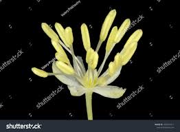 Attēlu rezultāti vaicājumam “Thalictrum lucidum flower”