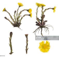 Attēlu rezultāti vaicājumam “Tussilago farfara”