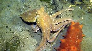 Image result for Ilfracombe Orcas Octopush Club