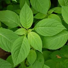 Attēlu rezultāti vaicājumam “Impatiens parviflora fruit”