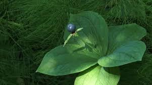 Attēlu rezultāti vaicājumam “Paris quadrifolia fruit”