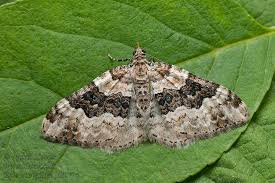 Attēlu rezultāti vaicājumam “Epirrhoe”