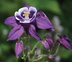 Attēlu rezultāti vaicājumam “Aquilegia vulgaris flower”