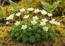 Attēlu rezultāti vaicājumam “Saxifraga hirculus flower”
