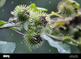Attēlu rezultāti vaicājumam “Arctium lappa”