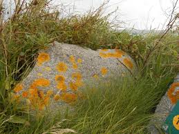 Attēlu rezultāti vaicājumam “Petractis sp.”