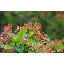 Attēlu rezultāti vaicājumam “Acer tataricum subsp. ginnala flower”