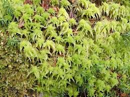 Attēlu rezultāti vaicājumam “Sphagnum girgensohnii”