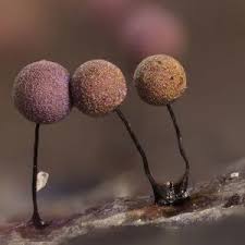 Attēlu rezultāti vaicājumam “Lamproderma debile spores”