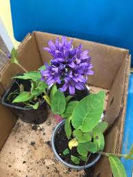 Attēlu rezultāti vaicājumam “Campanula glomerata fruit”