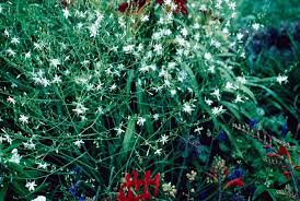 Attēlu rezultāti vaicājumam “Anthericum ramosum”